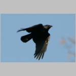 Corvus corone corone - Rabenkraehe 09.jpg